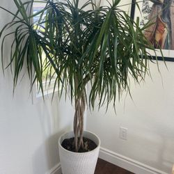 Beautiful Indoor Plants In Pots