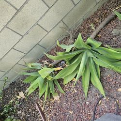 Free Plants And Succulents 
