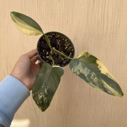 4” Variegated Philodendron Bippenifolium