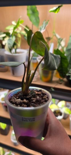 🌿 Philodendron Gloriosum Dark Form | Established Plant | New Growth