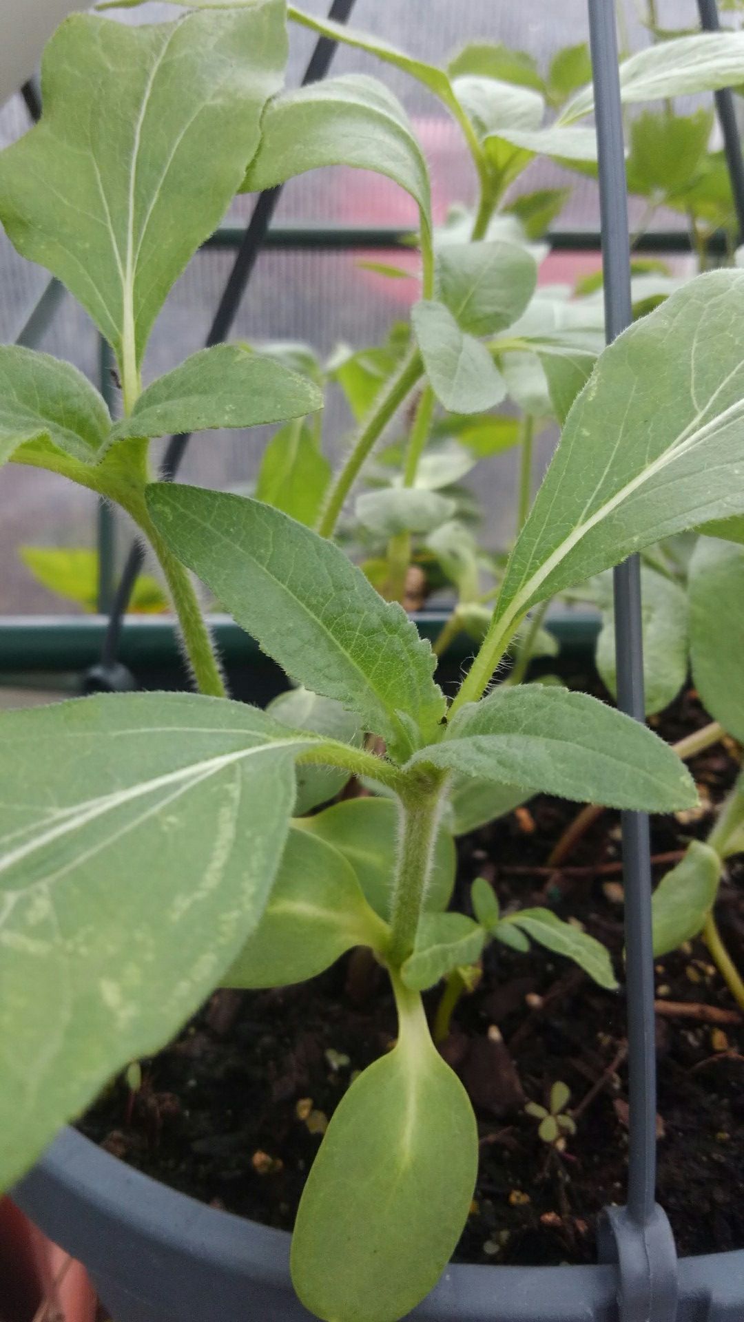 Sunflowers (Grow Six Feet Tall) Mammoth