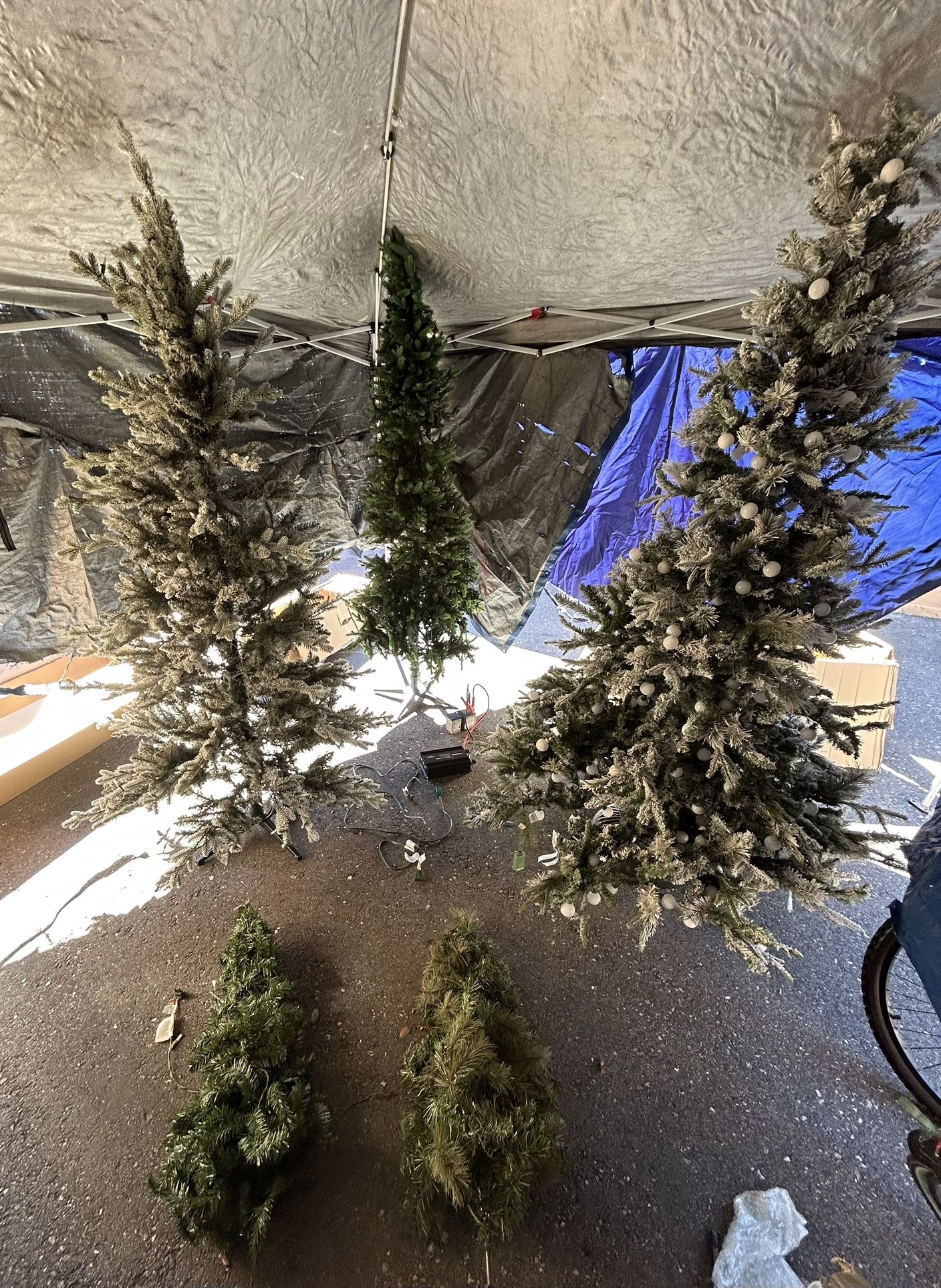 christmas trees….