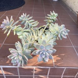 Succulent Plant 
