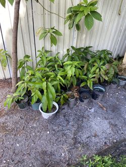 Mango tree - 18 inch