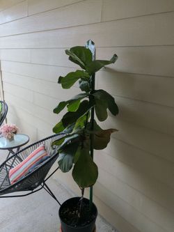 Ficus tree