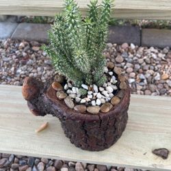 Cholla Cactus 