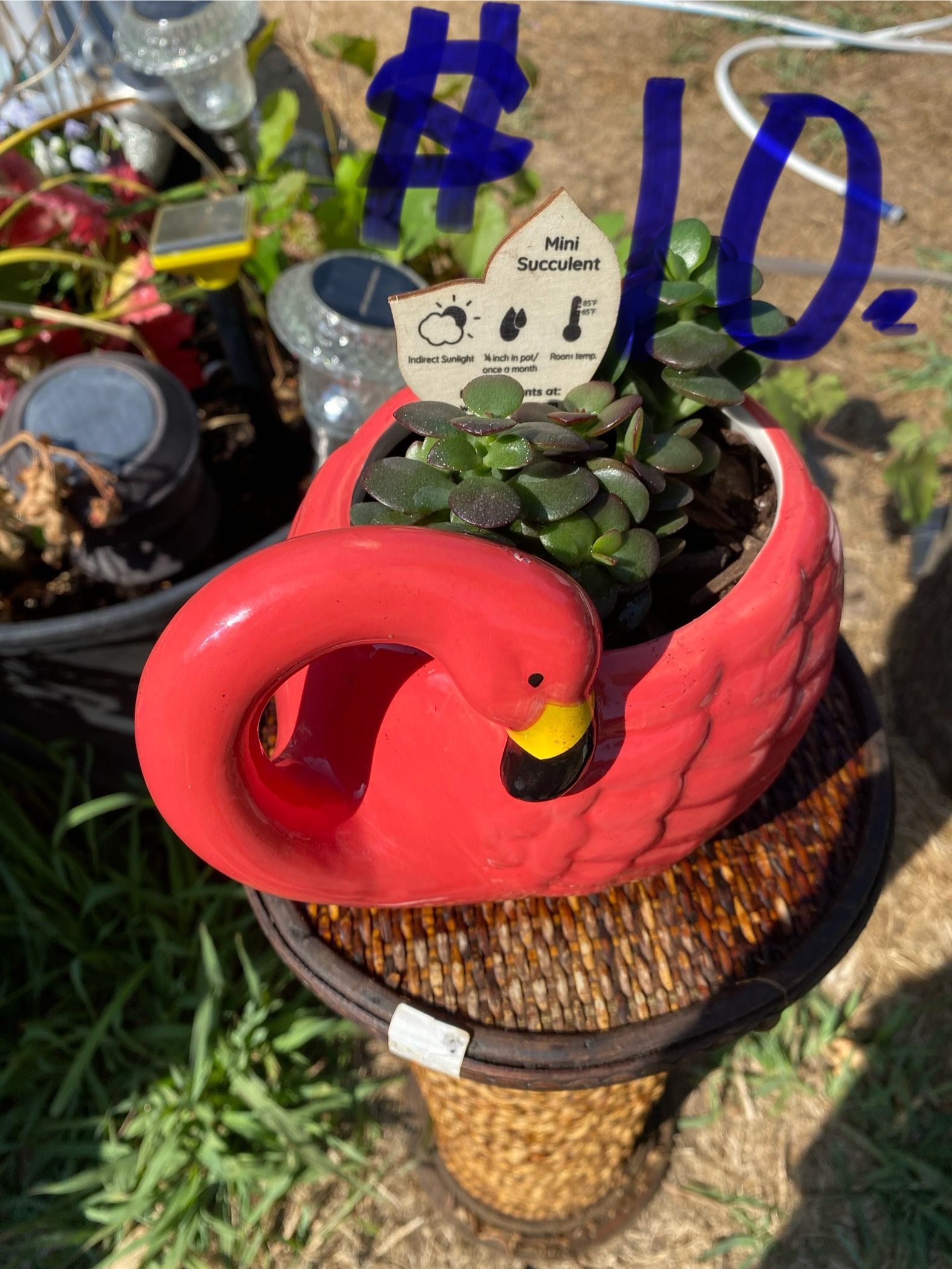 Live Succulents