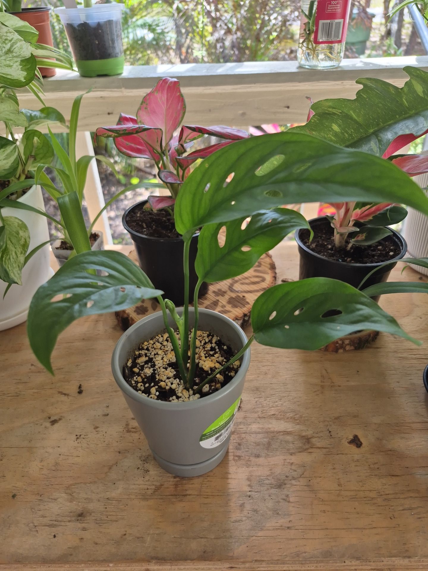 Monstera Adansonii Narrow Leaf Form Plant