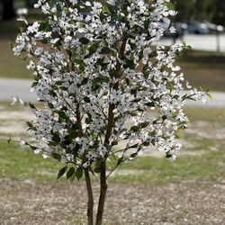 Silk Dogwood Tree