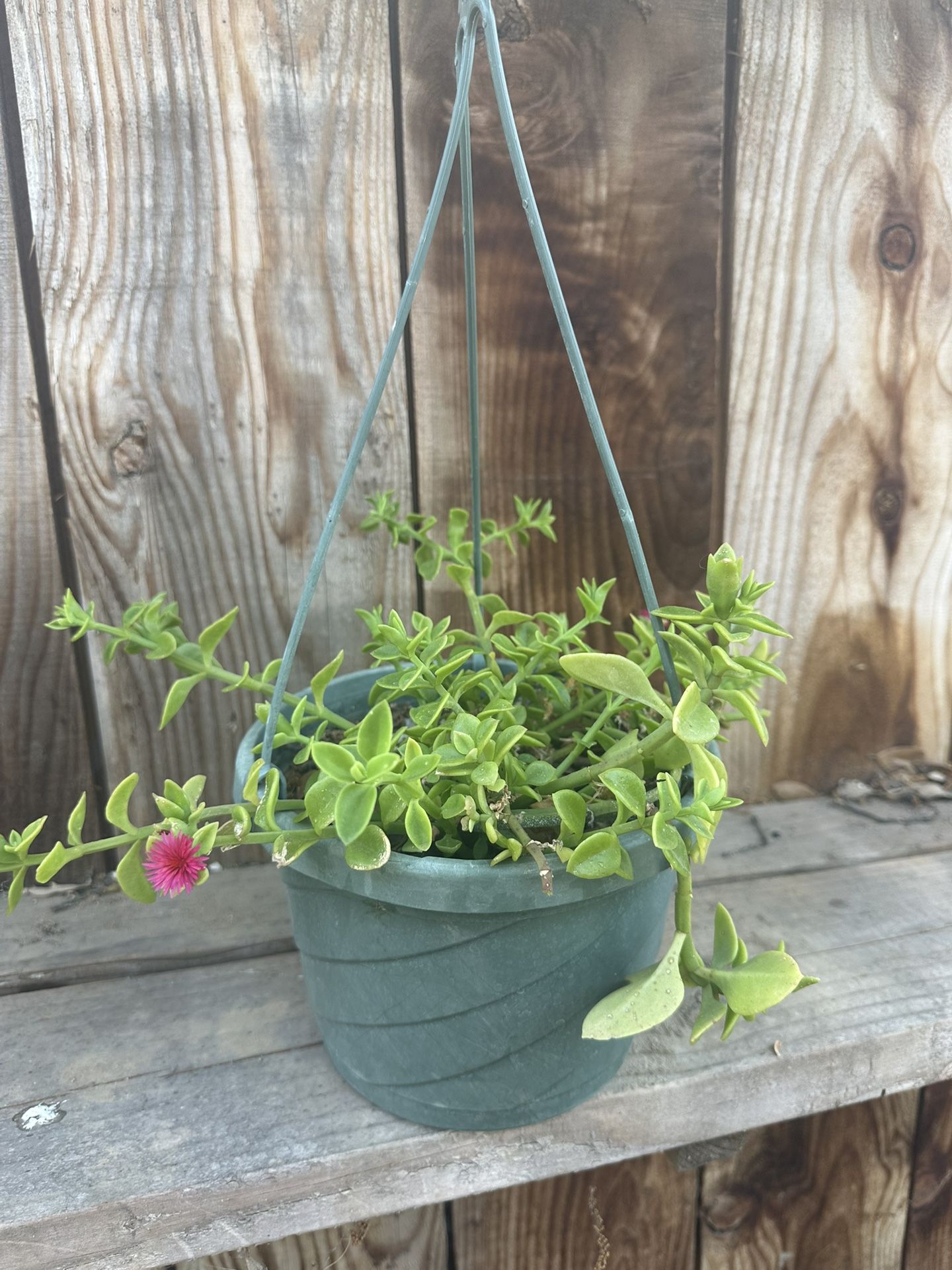 Full Sun Ivy Plant In 8” Pot