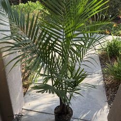 Palm