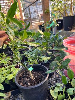 Thai kaffir lime tree