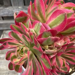 Rare Imported Pink Witch With A Lot strearns Easy Care 