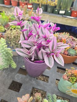 Mother's day succulent arrangements