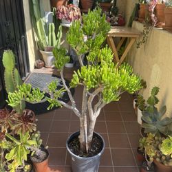 Gollum Shrek Ear Jade Succulent Plant