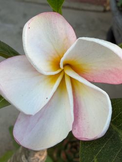 Plumeria