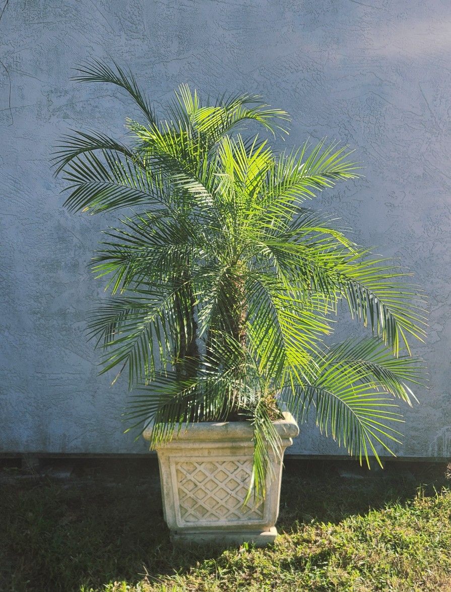 Pygmy Palms
