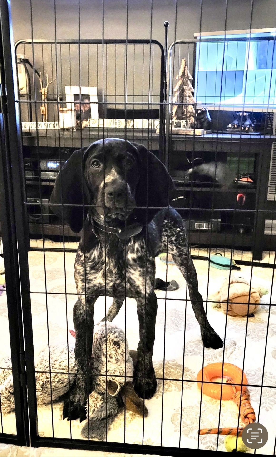 Slightly Used Dog Play Pen for Sale in Simpsonville, SC OfferUp