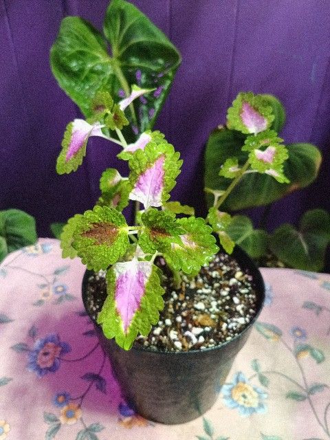Coleus