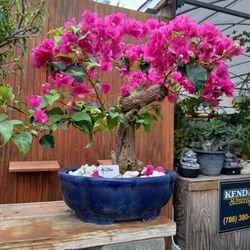Beautiful Bougainvillea Bonsai 💓$250