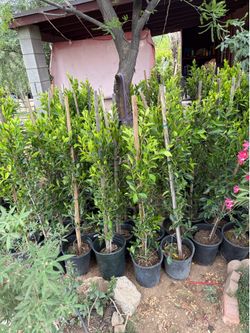 Ficus Trees For Privacy Hedges- 5 gallon