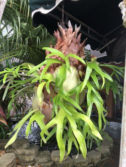 Planta decorada