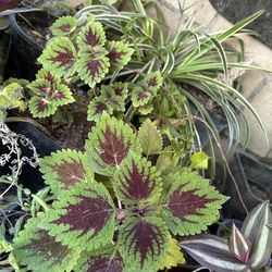 Planta