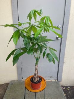 Pachira Braided Money Tree House Plant 6” Pot