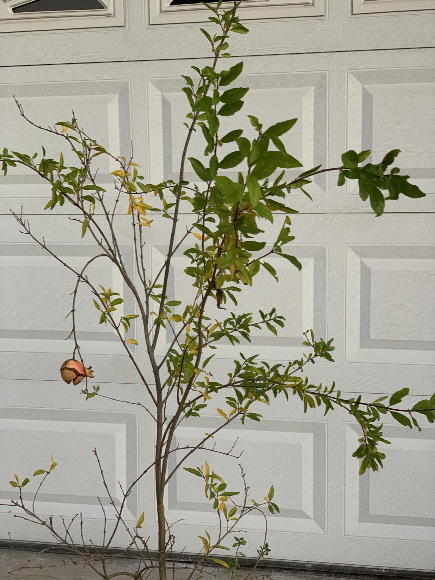 Large Organic Pomegranate Fruit Tree in 5 Gallon Pot Live Plant 6 FT tall Around 10 Years old  Cash only  Located near Shell gas station 1601 North Ca