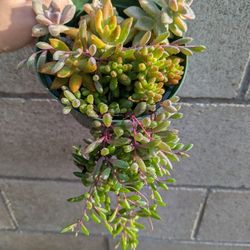 Succulents Arrangement