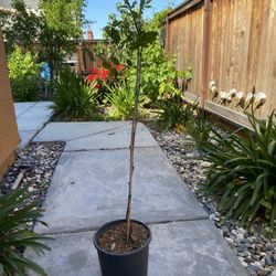 4 Feet Jujube Li Fruit Tree With Great Condition 