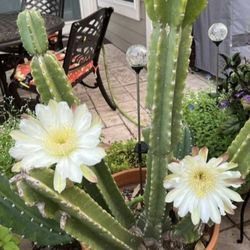 PERUVIAN APPLE CACTUS