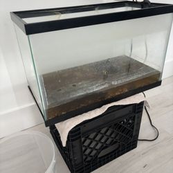 Fish Tank 