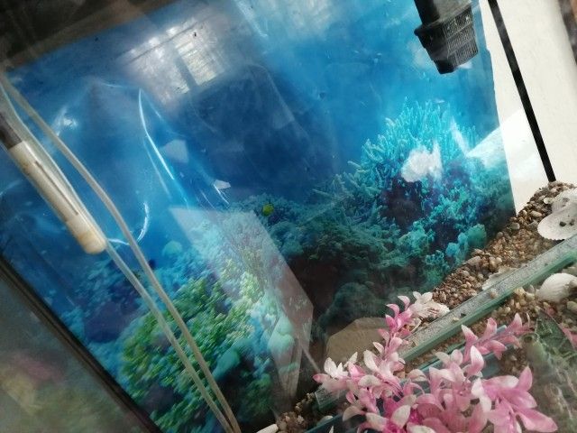 Fish Tank