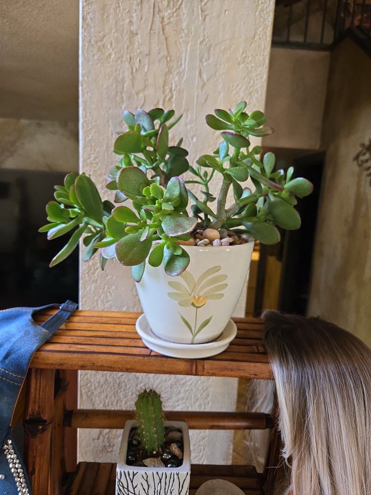 Jade Plant With Succulents In Colorful Ceramic Pot 