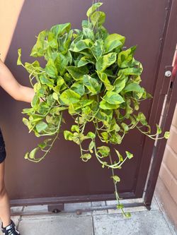 6” lemon meringue pothos