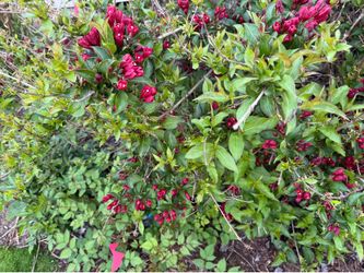 Transplant Garden Plants