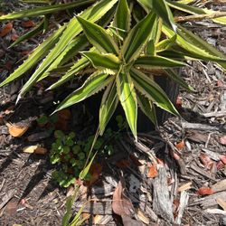 Baby Agave Plants