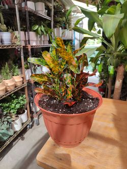 Croton Plants