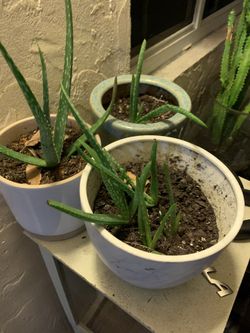 Baby Aloe Plants for sale. 100% All Natural grown.