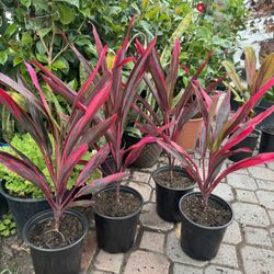 Cordyline Hot Chilli