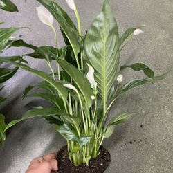 (~20-22”) Big/full/lush***6” pot flowering peace lily, special now $20each, 95820