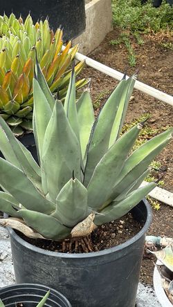 Shark skin agave $40