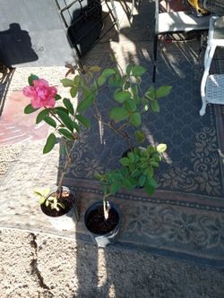 Beautiful pink rose bush