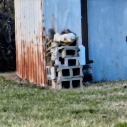 Shed  150$,Sender Blocks Not Sure How Many There Are Make On Offer