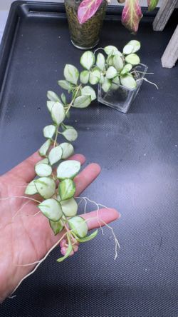 Hoya Heuschkeliana Variegated 