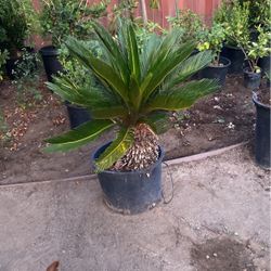 Saco Palm Tree