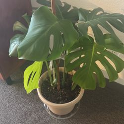 Plant a Monstera deliciosa