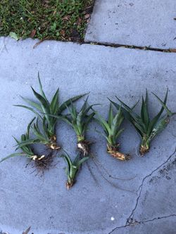 Agave Plant 7