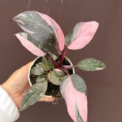 4” pink princess philodendron 